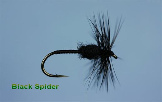 Black Spider Fly - FlyFishing with Fish4Flies.com